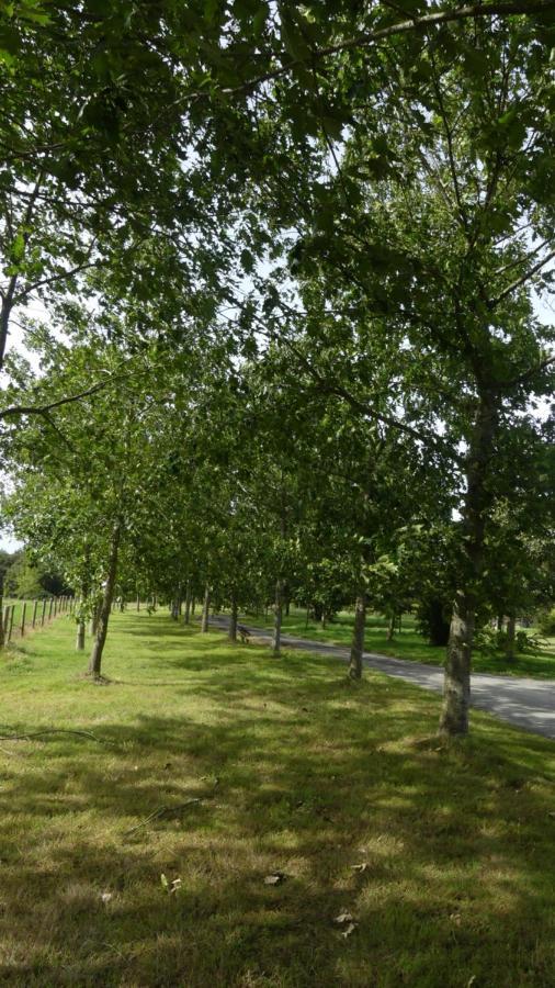 Bed and Breakfast La Petite Lande Menil Екстер'єр фото